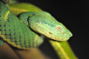 Side-striped palm-pit viper (Bothriechis lateralis)